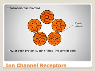 Ion Channel Receptors
Transmembrane Proteins
TM2 of each protein subunit ‘lines’ the central pore
Protein
subunits
TM4
TM4TM4
TM3
TM3
TM3
TM3
TM3 TM2
TM2
TM2TM2
TM2
TM1
TM1
TM1
TM1
TM1
TM4 TM4
 