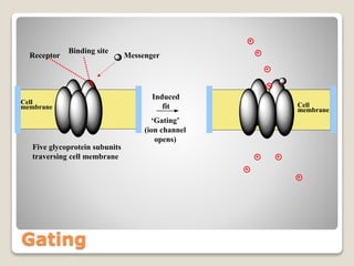 Gating
Five glycoprotein subunits
traversing cell membrane
MessengerReceptor
Induced
fit
‘Gating’
(ion channel
opens)
Binding site
Cell
membrane
Cell
membrane
 