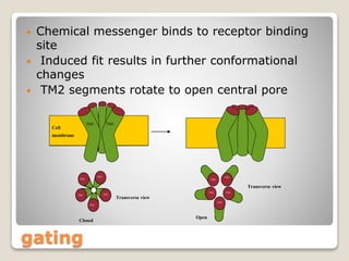 gating
• Chemical messenger binds to receptor binding
site
• Induced fit results in further conformational
changes
• TM2 segments rotate to open central pore
Closed
Transverse view
TM2
TM2
TM2
TM2
TM2
Cell
membrane
TM2 TM2
Open
Transverse view
TM2
TM2
TM2
TM2
TM2
 