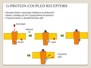 • Receptor binds a messenger leading to an induced fit
• Opens a binding site for a signal protein (G-protein)
• G-protein binds, is destabilised then split
messenger
G-protein
split
G-PROTEIN-COUPLED RECEPTORS
induced
fit
closed open
 