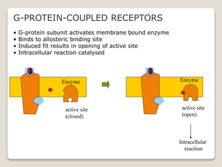 • G-protein subunit activates membrane bound enzyme
• Binds to allosteric binding site
• Induced fit results in opening of active site
• Intracellular reaction catalysed
Intracellular
reaction
active site
(closed)
active site
(open)
Enzyme Enzyme
G-PROTEIN-COUPLED RECEPTORS
 