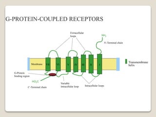 Transmembrane
helix
C -Terminal chain
G-Protein
binding region
Variable
intracellular loop
Extracellular
loops
Intracellular loops
N -Terminal chain
HO2C
NH2
VII VI V IV III II IMembrane
G-PROTEIN-COUPLED RECEPTORS
 