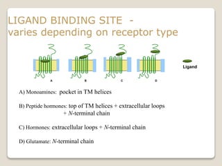 LIGAND BINDING SITE -
varies depending on receptor type
A) Monoamines: pocket in TM helices
B) Peptide hormones: top of TM helices + extracellular loops
+ N-terminal chain
C) Hormones: extracellular loops + N-terminal chain
D) Glutamate: N-terminal chain
Ligand
B DCA
 