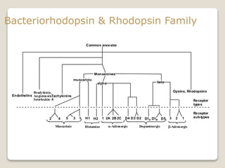Bacteriorhodopsin & Rhodopsin Family
Common ancestor
Endothelins
Opsins, Rhodopsins
Tachykinins
Monoamines
alpha beta
H2 1
muscarinic
H12 4 15 3 2A 2B 2C D1A D1B D5D4 D3 D2 3 2 1
Bradykinin,
Angiotensin.
Interleukin-8
Muscarinic Histamine -Adrenergic Dopaminergic b-Adrenergic
Receptor
types
Receptor
sub-types
 