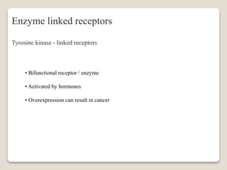 Enzyme linked receptors
Tyrosine kinase - linked receptors
• Bifunctional receptor / enzyme
• Activated by hormones
• Overexpression can result in cancer
 