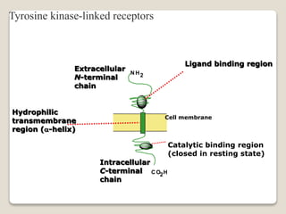 N H2
C O2H
Cell membrane
Catalytic binding region
(closed in resting state)
Ligand binding region
Extracellular
N-terminal
chain
Intracellular
C-terminal
chain
Hydrophilic
transmembrane
region (-helix)
Tyrosine kinase-linked receptors
 