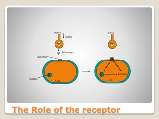 The Role of the receptor
Cell
Nerve
Messenger
Signal
Receptor
Nerve
Nucleus
Cell
Response
 