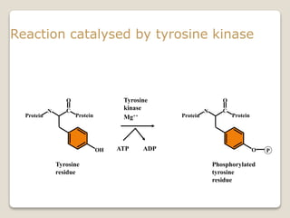 Reaction catalysed by tyrosine kinase
N C
O
Protein Protein
OH
Tyrosine
residue
Tyrosine
kinase
Mg++
ATP ADP
N C
O
Protein Protein
O
Phosphorylated
tyrosine
residue
P
 
