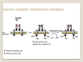 Insulin receptor (tetrameric complex)
Insulin
Cell
membrane
Insulin binding site
Kinase active site
OP
Phosphorylation
ATP ADP
OP
OP
PO
Kinase active site
opened by induced fit
OH
OHOH
HO
 