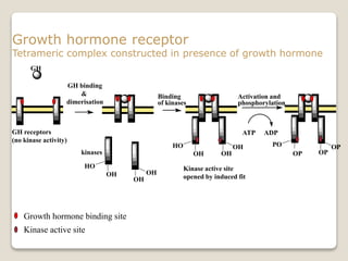 Growth hormone receptor
Tetrameric complex constructed in presence of growth hormone
Growth hormone binding site
Kinase active site
Kinase active site
opened by induced fit
GH
OH
OH
OH
HO
kinases
GH receptors
(no kinase activity)
GH binding
&
dimerisation
OP
OPOP
PO
ATP ADP
Activation and
phosphorylation
OH
Binding
of kinases
OHOH
HO
 