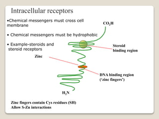 Intracellular receptors
•Chemical messengers must cross cell
membrane
• Chemical messengers must be hydrophobic
• Example-steroids and
steroid receptors
Zinc
Zinc fingers contain Cys residues (SH)
Allow S-Zn interactions
CO2H
H2N
DNA binding region
(‘zinc fingers’)
Steroid
binding region
 