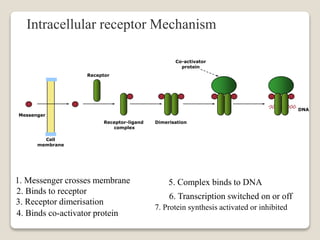 Cell
membrane
Intracellular receptor Mechanism
4. Binds co-activator protein
1. Messenger crosses membrane
2. Binds to receptor
3. Receptor dimerisation
5. Complex binds to DNA
6. Transcription switched on or off
7. Protein synthesis activated or inhibited
Messenger
Receptor
Receptor-ligand
complex
Dimerisation
Co-activator
protein
DNA
 