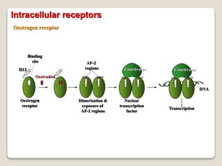 Oestrogen receptor
Oestradiol
H12
Oestrogen
receptor
Binding
site AF-2
regions
Dimerisation &
exposure of
AF-2 regions
Coactivator
Nuclear
transcription
factor
Coactivator
DNA
Transcription
Intracellular receptors
 