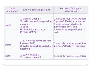 Cyclic
nucleotide
Known binding proteins
Pathway/Biological
association
cAMP
1.protein kinase A
2.cyclic nucleotide-gated ion
channels
3.Epac
4.Catabolite Activator
Protein (CAP)
1.smooth muscle relaxation
2.photo/olfactory receptors
3.glucagon production in
pancreatic beta cells
4.lacoperon regulation in E.
coli
cGMP
1.cGMP-dependent protein
kinase (PKG)
2.cyclic nucleotide-gated ion
channels
1.smooth muscle relaxation
2.photo/olfactory receptors
cCMP
1.cGMP kinase I
2.protein kinase A
1.smooth muscle relaxation
 