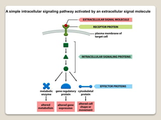 A simple intracellular signaling pathway activated by an extracellular signal molecule
 