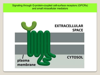 Signaling through G-protein-coupled cell-surface receptors (GPCRs)
and small intracellular mediators
 