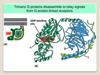 Trimeric G proteins disassemble to relay signals
from G-protein-linked receptors
 