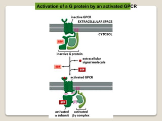 Activation of a G protein by an activated GPCR
 