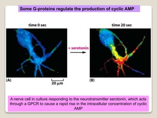 Some G-proteins regulate the production of cyclic AMP
A nerve cell in culture responding to the neurotransmitter serotonin, which acts
through a GPCR to cause a rapid rise in the intracellular concentration of cyclic
AMP
 