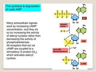 The synthesis & degradation
of cyclic AMP
Many extracellular signals
work by increasing cAMP
concentration, and they do
so by increasing the activity
of adenyl cyclase rather than
decreasing the activity of
phosphodiesterase.
All receptors that act via
cAMP are coupled to a
stimulatory G protein (Gs),
which activates adenyl
cyclase.
 