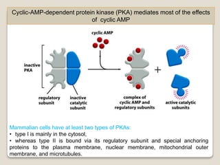 Cyclic-AMP-dependent protein kinase (PKA) mediates most of the effects
of cyclic AMP
Mammalian cells have at least two types of PKAs:
• type I is mainly in the cytosol,
• whereas type II is bound via its regulatory subunit and special anchoring
proteins to the plasma membrane, nuclear membrane, mitochondrial outer
membrane, and microtubules.
 
