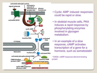 • Cyclic AMP induced responses
could be rapid or slow.
• In skeletal muscle cells, PKA
induces a rapid response by
phosphorylating enzymes
involved in glycogen
metabolism.
• In an example of a slow
response, cAMP activates
transcription of a gene for a
hormone, such as somatostatin
*CREB: cAMP-response element-binding
protein
 