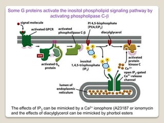 Some G proteins activate the inositol phospholipid signaling pathway by
activating phospholipase C-b
The effects of IP3 can be mimicked by a Ca2+ ionophore (A23187 or ionomycin
and the effects of diacylglycerol can be mimicked by phorbol esters
 