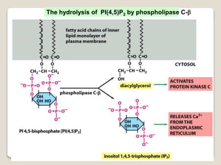 The hydrolysis of PI(4,5)P2 by phospholipase C-b
 