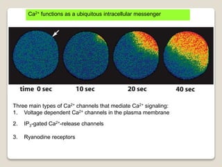 Ca2+ functions as a ubiquitous intracellular messenger
Three main types of Ca2+ channels that mediate Ca2+ signaling:
1. Voltage dependent Ca2+ channels in the plasma membrane
2. IP3-gated Ca2+-release channels
3. Ryanodine receptors
 