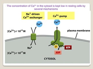 The concentration of Ca2+ in the cytosol is kept low in resting cells by
several mechanisms
 
