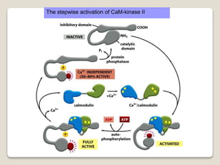 The stepwise activation of CaM-kinase II
 