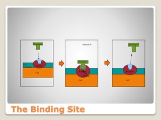 The Binding Site
Cell
Membrane
Cell
Receptor
Messenger
message
Induced fit
Cell
Receptor
Messenger
Message
Cell
Messenger
Receptor
 