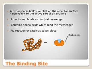 The Binding Site
• A hydrophobic hollow or cleft on the receptor surface
- equivalent to the active site of an enzyme
• Accepts and binds a chemical messenger
• Contains amino acids which bind the messenger
• No reaction or catalysis takes place
ENZYME
Binding site
 