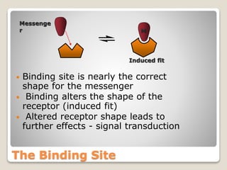 The Binding Site
• Binding site is nearly the correct
shape for the messenger
• Binding alters the shape of the
receptor (induced fit)
• Altered receptor shape leads to
further effects - signal transduction
Messenge
r
Induced fit
M
 