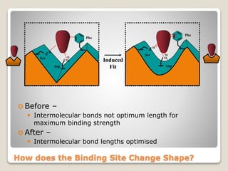 How does the Binding Site Change Shape?
 Before –
 Intermolecular bonds not optimum length for
maximum binding strength
 After –
 Intermolecular bond lengths optimised
Phe
Ser
O
H
Asp
CO2 Induced
Fit
Phe
Ser
O
H
Asp
CO2
 