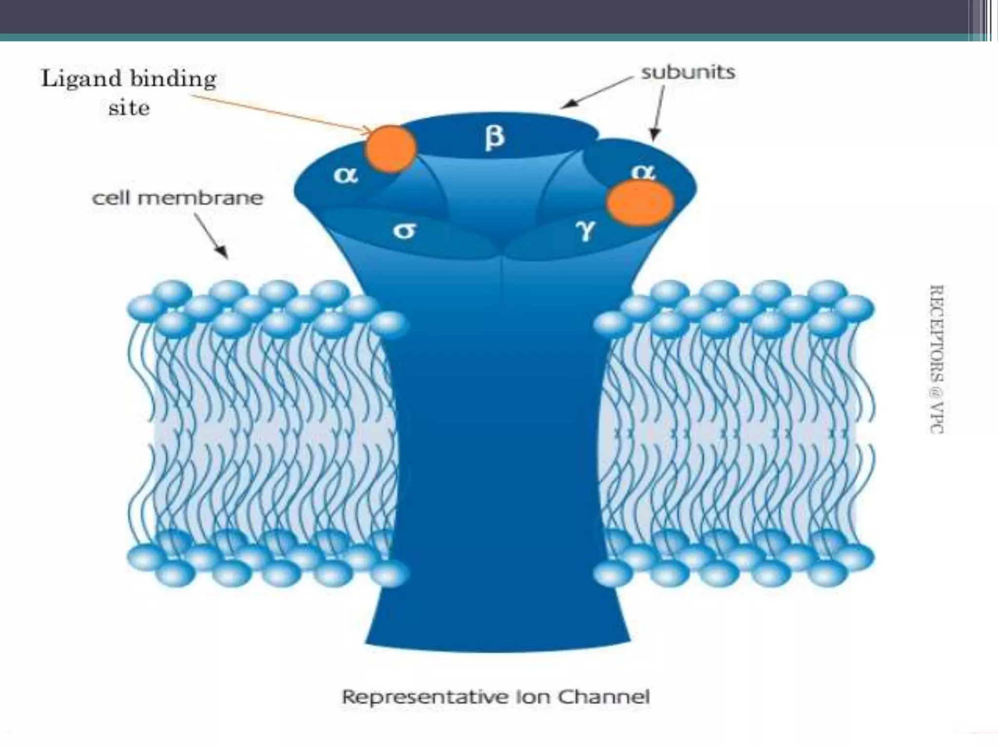 receptors | PPTX