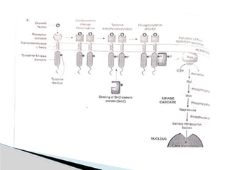receptors.pptx and its types and mechanism | PPTX