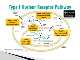 receptors.pptx and its types and mechanism | PPTX