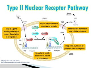 receptors.pptx and its types and mechanism | PPTX