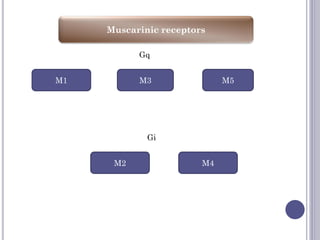 Muscarinic receptors
M1 M5
M3
M4
M2
Gq
Gi
 