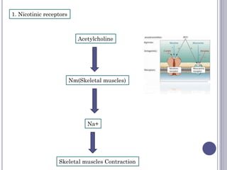 1. Nicotinic receptors
Acetylcholine
Nm(Skeletal muscles)
Na+
Skeletal muscles Contraction
 