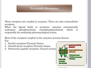 Enzymatic Receptors
These receptors are coupled to enzymes. There are also transcellular
receptors.
When the ligand binds to receptors, enzymes automatically
undergoes phosphorylation (Autophosphorylation) which is
responsible for mediating pharmacological action.
Most of the receptors coupled to the enzymes tyrosine kinase.
E.g-
1. Insulin receptors-Tyrosine kinase
2. Growth factor receptors-Tyrosine kinase
3. Natriuretic peptide receptors- Guanyl cyclase
 