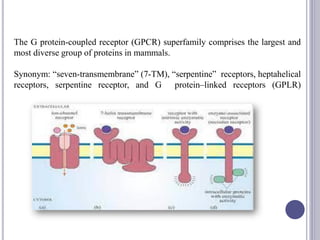 The G protein-coupled receptor (GPCR) superfamily comprises the largest and
most diverse group of proteins in mammals.
Synonym: “seven-transmembrane” (7-TM), “serpentine” receptors, heptahelical
receptors, serpentine receptor, and G protein–linked receptors (GPLR)
 