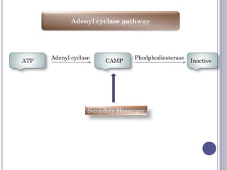 Adenyl cyclase pathway
ATP CAMP Inactive
Adenyl cyclase Phodphodiesterase
Secondary Messenger
 