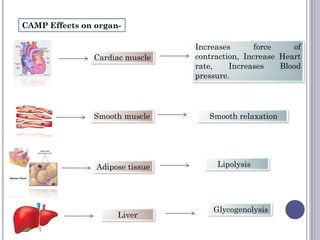 CAMP Effects on organ-
Cardiac muscle
Increases force of
contraction, Increase Heart
rate, Increases Blood
pressure.
Smooth muscle Smooth relaxation
Adipose tissue Lipolysis
Liver
Glycogenolysis
 