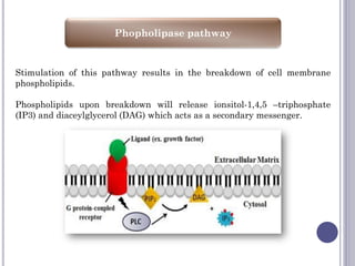 Phopholipase pathway
Stimulation of this pathway results in the breakdown of cell membrane
phospholipids.
Phospholipids upon breakdown will release ionsitol-1,4,5 –triphosphate
(IP3) and diaceylglycerol (DAG) which acts as a secondary messenger.
 