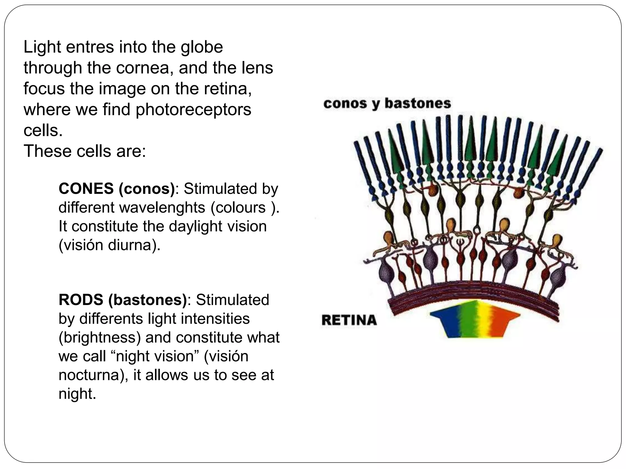 Light entres into the globe
through the cornea, and the lens
focus the image on the retina,
where we find photoreceptors
cells.
These cells are:
CONES (conos): Stimulated by
different wavelenghts (colours ).
It constitute the daylight vision
(visión diurna).
RODS (bastones): Stimulated
by differents light intensities
(brightness) and constitute what
we call “night vision” (visión
nocturna), it allows us to see at
night.
 