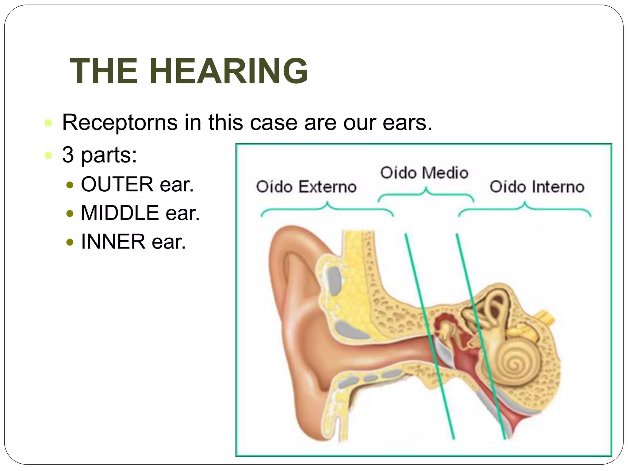 THE HEARING
 Receptorns in this case are our ears.
 3 parts:
 OUTER ear.
 MIDDLE ear.
 INNER ear.
 