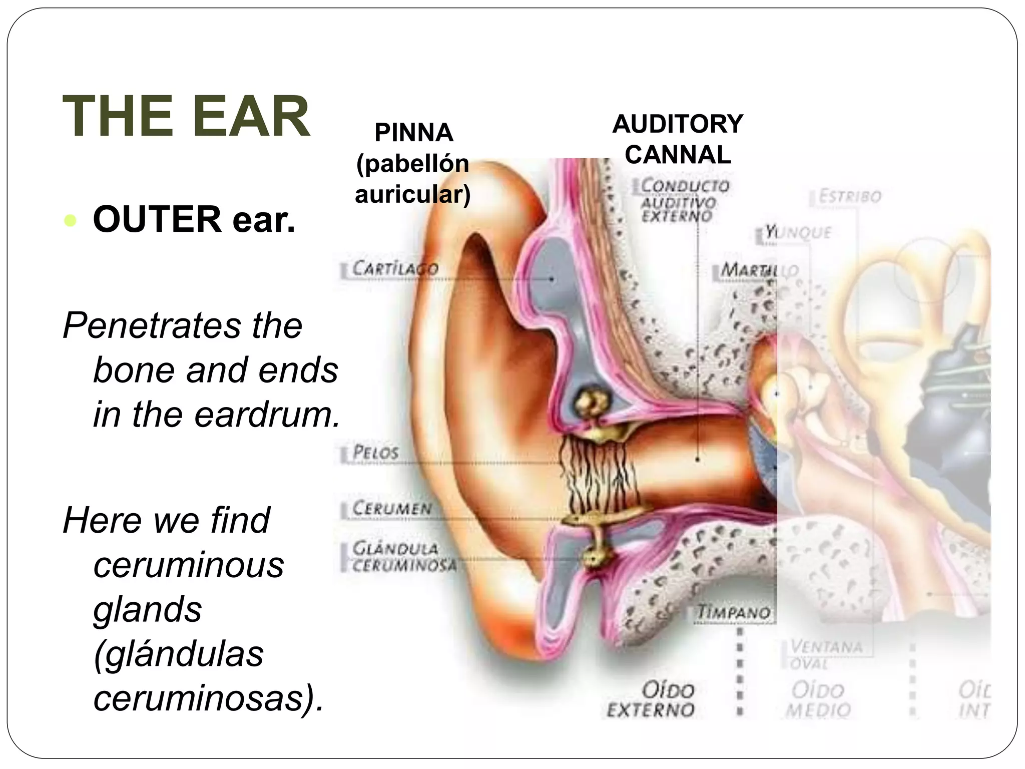 THE EAR
 OUTER ear.
Penetrates the
bone and ends
in the eardrum.
Here we find
ceruminous
glands
(glándulas
ceruminosas).
PINNA
(pabellón
auricular)
AUDITORY
CANNAL
 