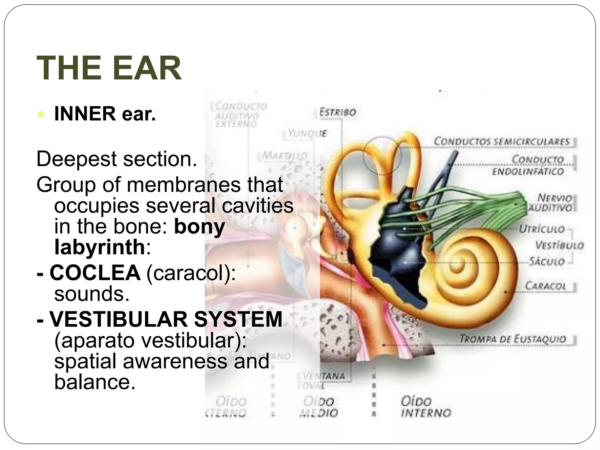 THE EAR
 INNER ear.
Deepest section.
Group of membranes that
occupies several cavities
in the bone: bony
labyrinth:
- COCLEA (caracol):
sounds.
- VESTIBULAR SYSTEM
(aparato vestibular):
spatial awareness and
balance.
 